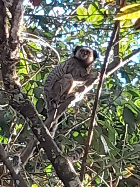 Foto 4 de Chácara com 2 quartos à venda, 3640m2 em Cocalzinho De Goias - GO