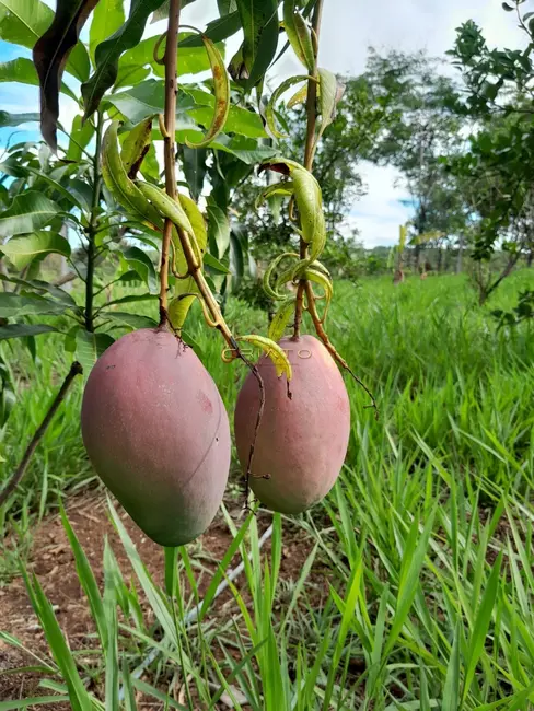 Foto 5 de Chácara com 2 quartos à venda, 3640m2 em Cocalzinho De Goias - GO
