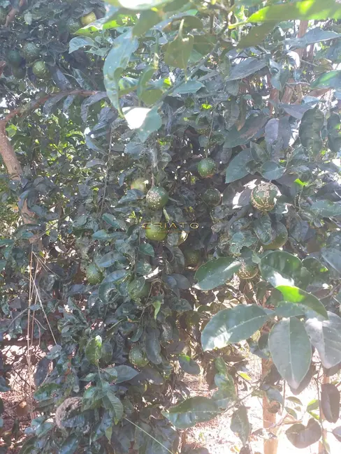 Foto 8 de Chácara com 2 quartos à venda, 13m2 em Abadiania - GO