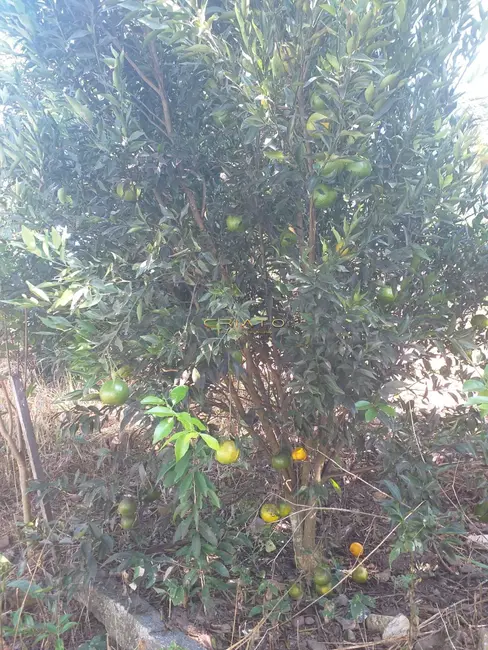 Foto 7 de Chácara com 2 quartos à venda, 13m2 em Abadiania - GO