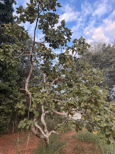 Foto 7 de Terreno / Lote à venda, 1000m2 em Pirenopolis - GO