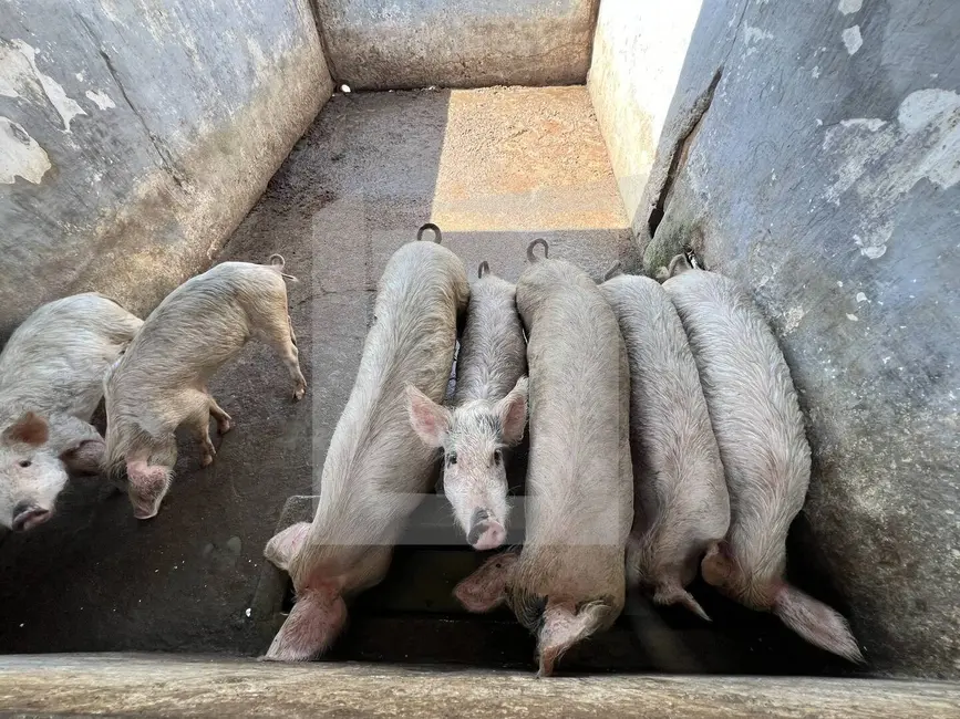 Foto 36 de Chácara à venda, 412m2 em Juquitiba - SP