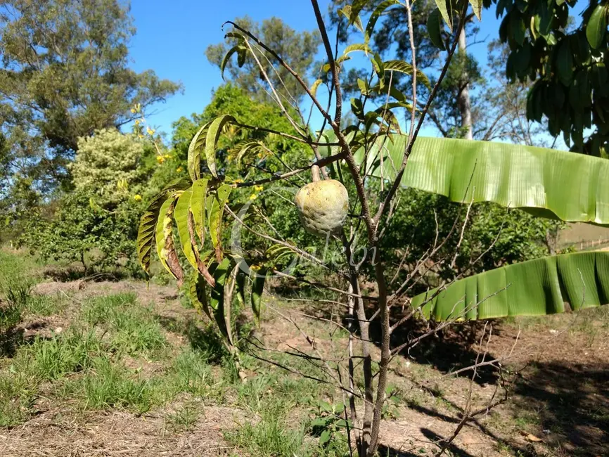 Foto 3 de Chácara com 1 quarto à venda, 6294m2 em Engenheiro Coelho - SP