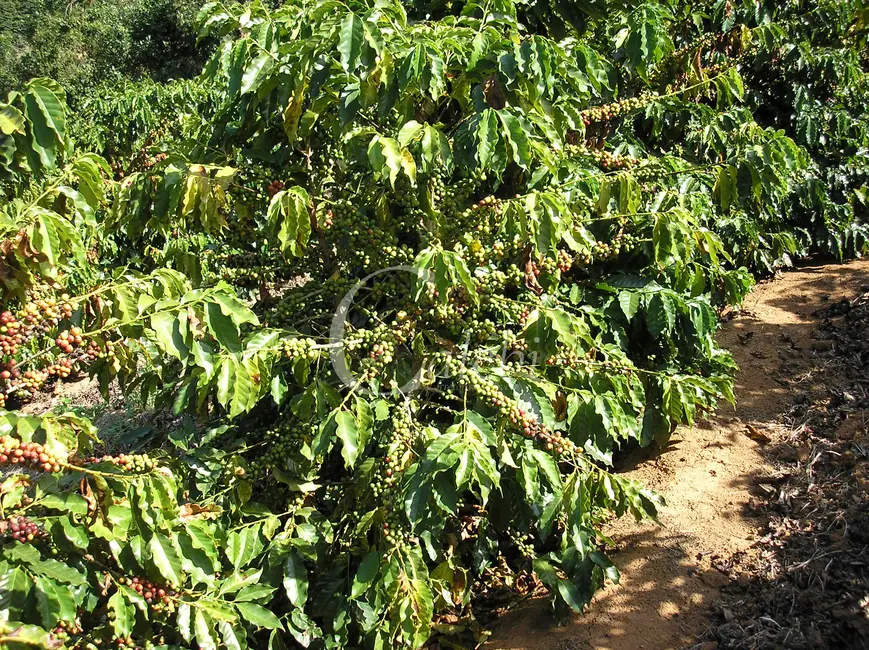 Foto 9 de Sítio / Rancho com 3 quartos à venda, 26m2 em Nova Resende - MG