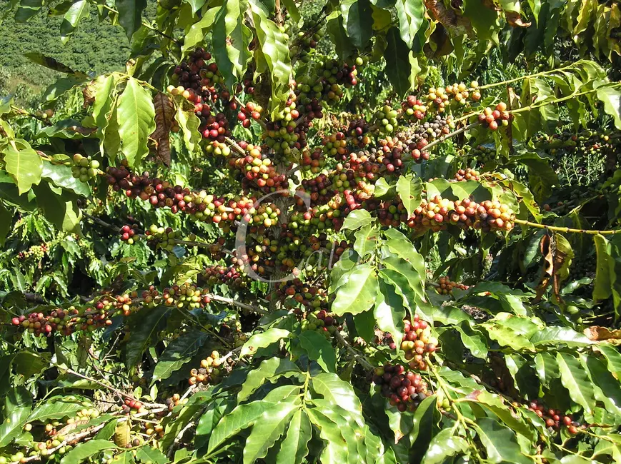Foto 8 de Sítio / Rancho com 3 quartos à venda, 26m2 em Nova Resende - MG