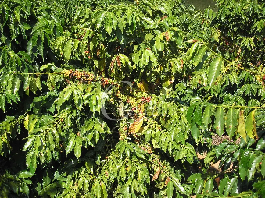 Foto 6 de Sítio / Rancho com 3 quartos à venda, 26m2 em Nova Resende - MG