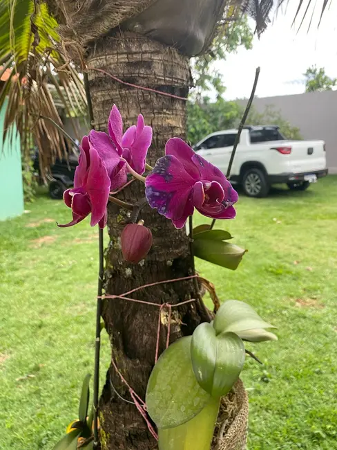 Foto 13 de Chácara à venda, 759m2 em Hidrolandia - GO