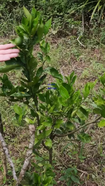 Chácara com 1 quarto à venda, 18500m2 em Alto Parana - PR - imagem 8 Foto 8 de Chácara com 1 quarto à venda, 18500m2 em Alto Parana - PR