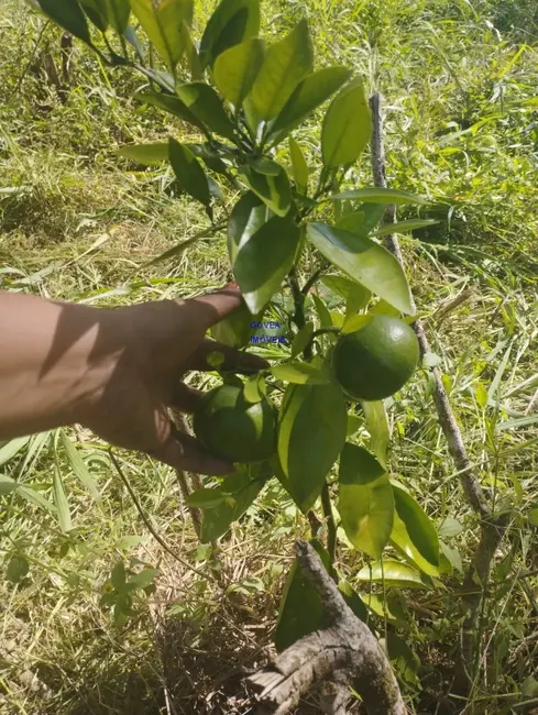 Chácara com 1 quarto à venda, 18500m2 em Alto Parana - PR - imagem 7 Foto 7 de Chácara com 1 quarto à venda, 18500m2 em Alto Parana - PR