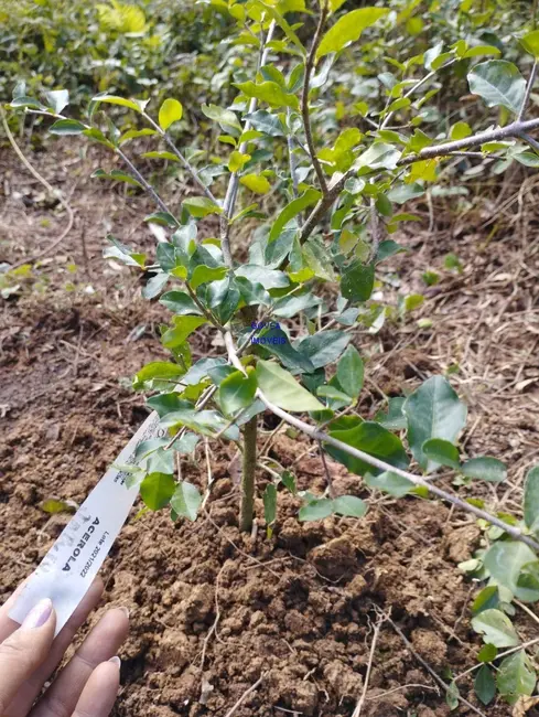 Chácara com 1 quarto à venda, 18500m2 em Alto Parana - PR - imagem 5 Foto 5 de Chácara com 1 quarto à venda, 18500m2 em Alto Parana - PR