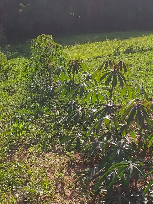 Chácara com 3 quartos à venda, 6000m2 em Contenda - PR - imagem 5 Foto 5 de Chácara com 3 quartos à venda, 6000m2 em Contenda - PR