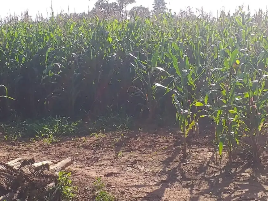 Chácara com 3 quartos à venda, 6000m2 em Contenda - PR - imagem 6 Foto 6 de Chácara com 3 quartos à venda, 6000m2 em Contenda - PR