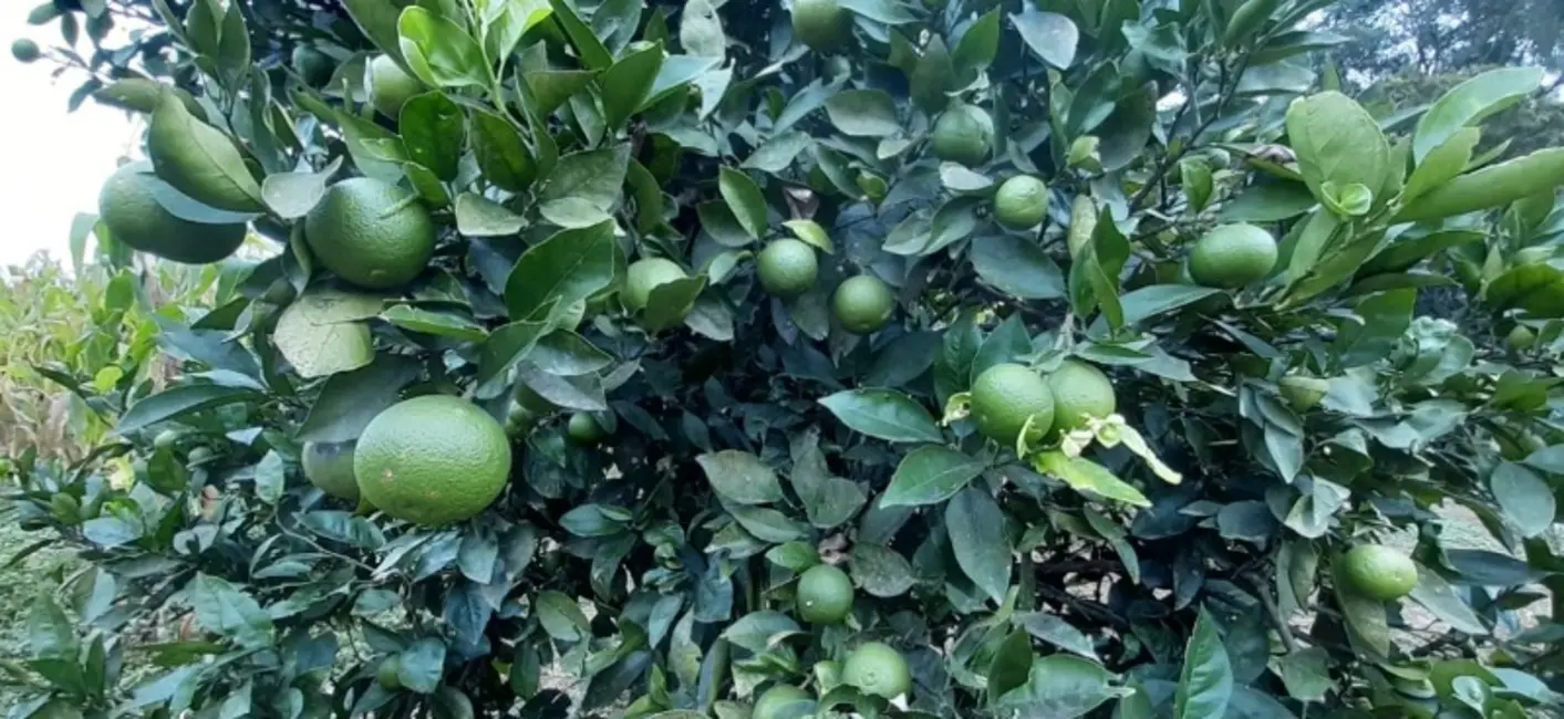 Chácara com 2 quartos à venda, 24100m2 em Contenda - PR - imagem 7 Foto 7 de Chácara com 2 quartos à venda, 24100m2 em Contenda - PR