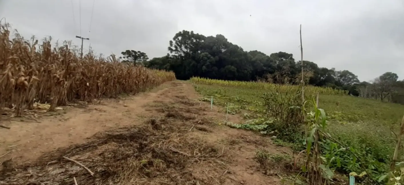 Chácara com 2 quartos à venda, 24100m2 em Contenda - PR - imagem 8 Foto 8 de Chácara com 2 quartos à venda, 24100m2 em Contenda - PR