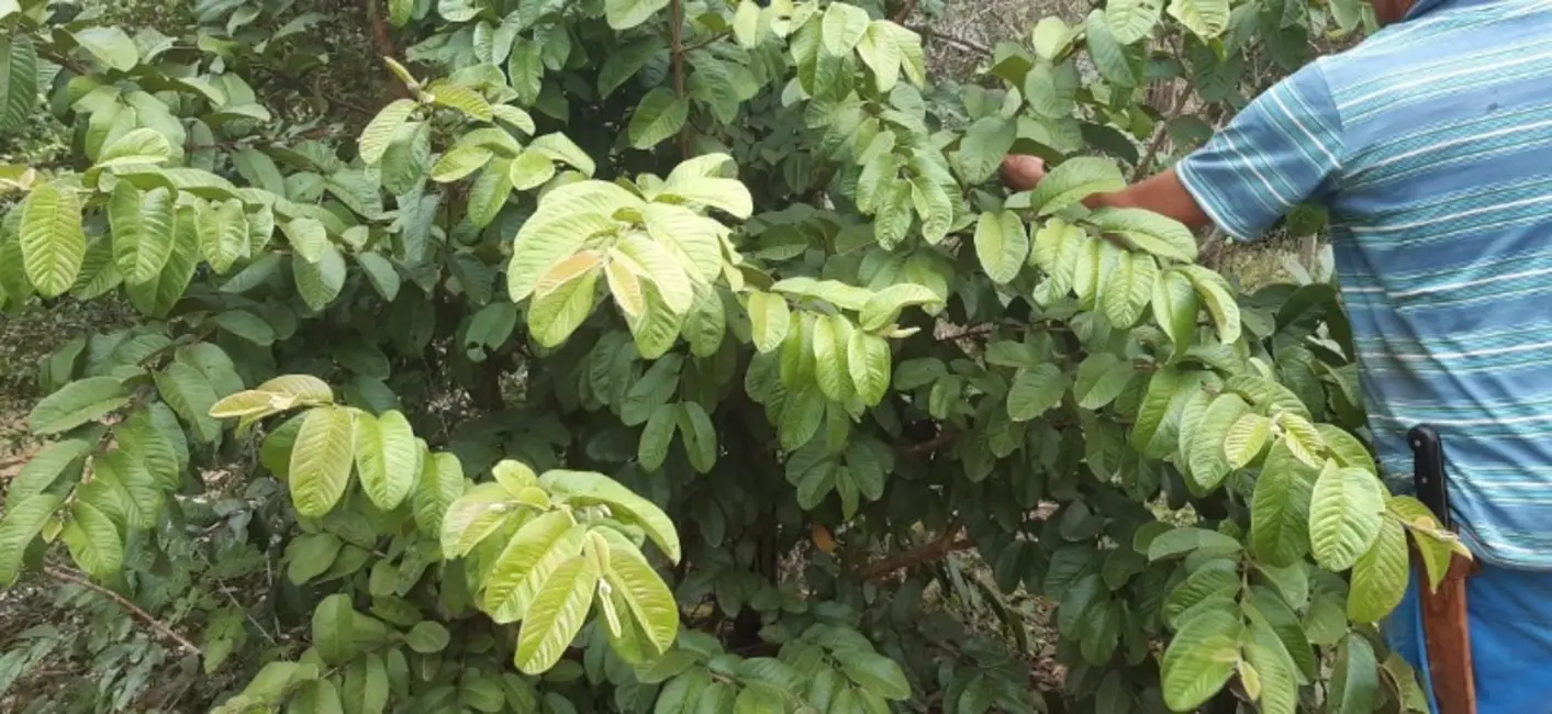 Chácara com 2 quartos à venda, 24100m2 em Contenda - PR - imagem 6 Foto 6 de Chácara com 2 quartos à venda, 24100m2 em Contenda - PR