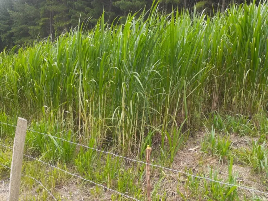 Foto 6 de Chácara com 4 quartos à venda, 62000m2 em Lapa - PR