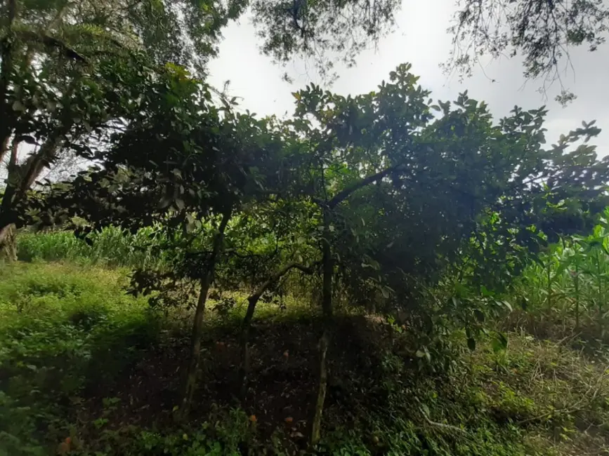 Chácara com 1 quarto à venda, 60000m2 em Contenda - PR - imagem 6 Foto 6 de Chácara com 1 quarto à venda, 60000m2 em Contenda - PR