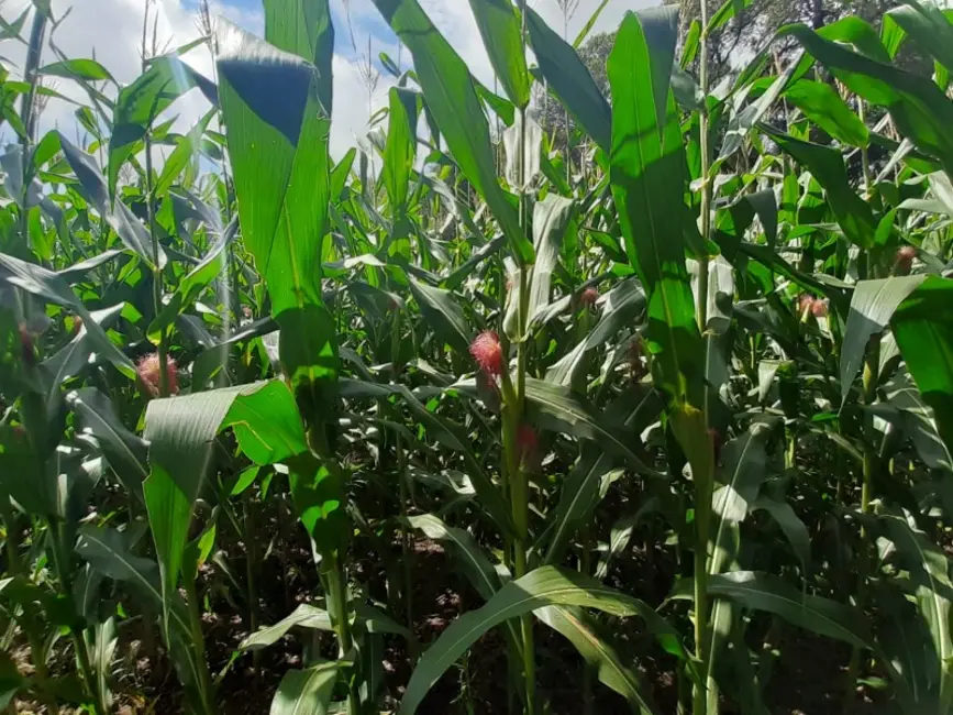 Chácara com 1 quarto à venda, 60000m2 em Contenda - PR - imagem 2 Foto 2 de Chácara com 1 quarto à venda, 60000m2 em Contenda - PR