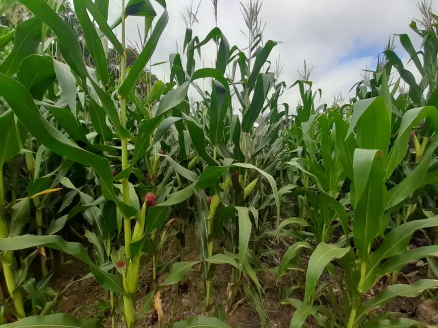 Chácara com 1 quarto à venda, 60000m2 em Contenda - PR - imagem 9 Foto 9 de Chácara com 1 quarto à venda, 60000m2 em Contenda - PR