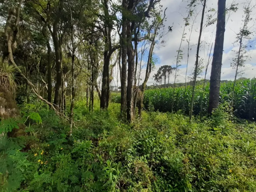 Chácara com 1 quarto à venda, 60000m2 em Contenda - PR - imagem 8 Foto 8 de Chácara com 1 quarto à venda, 60000m2 em Contenda - PR