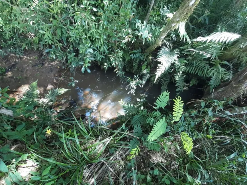 Chácara com 1 quarto à venda, 60000m2 em Contenda - PR - imagem 5 Foto 5 de Chácara com 1 quarto à venda, 60000m2 em Contenda - PR