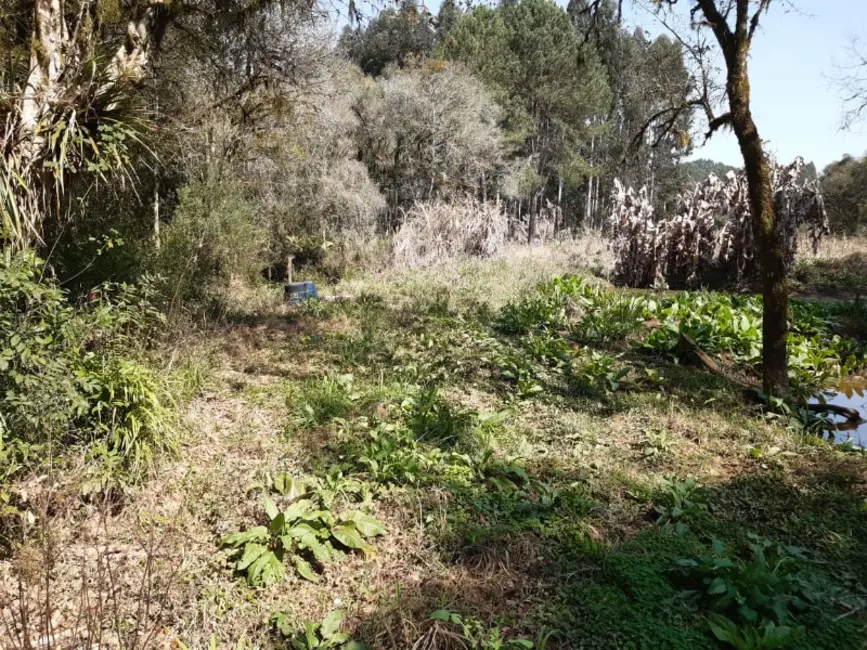 Chácara com 3 quartos à venda, 6000m2 em Contenda - PR - imagem 4 Foto 4 de Chácara com 3 quartos à venda, 6000m2 em Contenda - PR