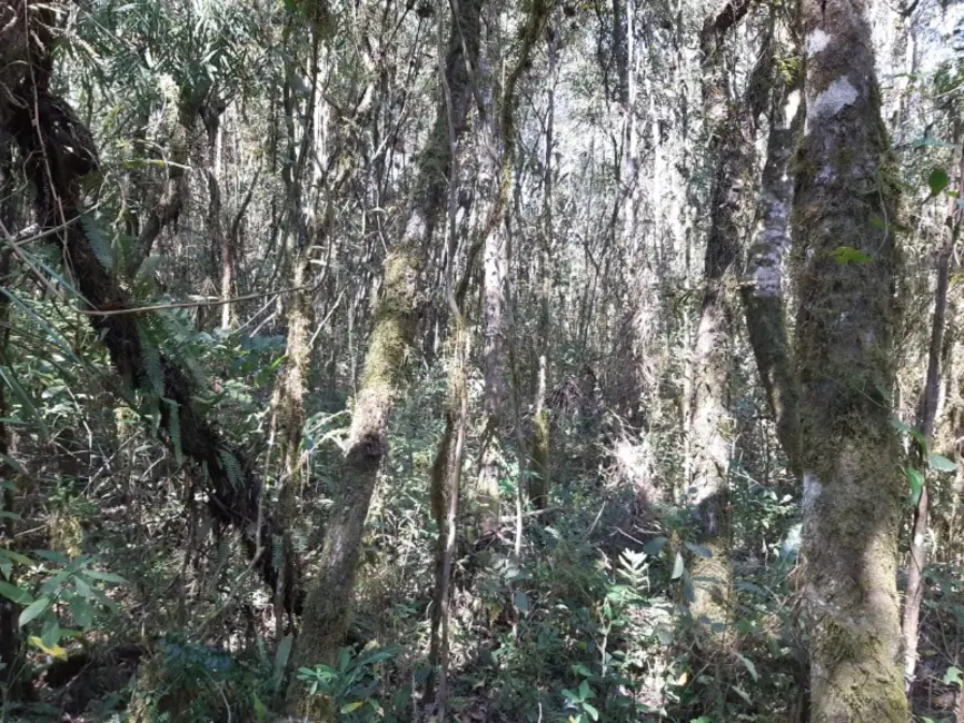 Chácara com 3 quartos à venda, 6000m2 em Contenda - PR - imagem 2 Foto 2 de Chácara com 3 quartos à venda, 6000m2 em Contenda - PR