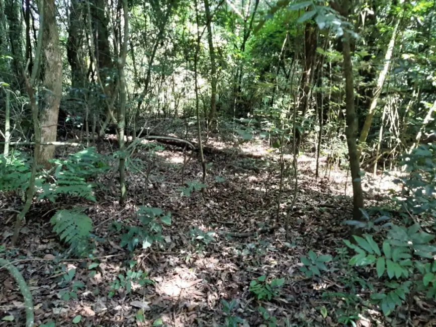 Chácara com 1 quarto à venda, 7000m2 em Contenda - PR - imagem 3 Foto 3 de Chácara com 1 quarto à venda, 7000m2 em Contenda - PR