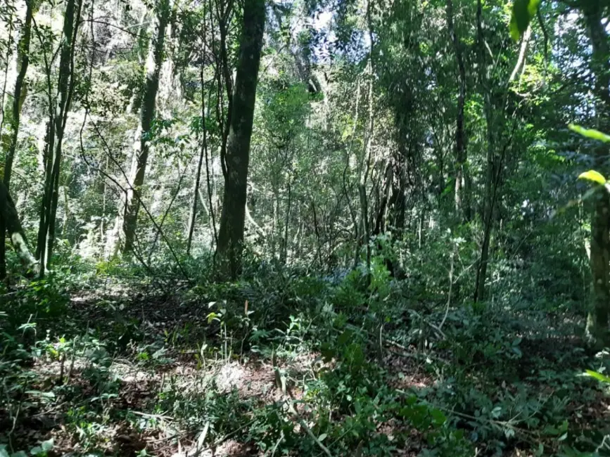 Chácara com 1 quarto à venda, 7000m2 em Contenda - PR - imagem 9 Foto 9 de Chácara com 1 quarto à venda, 7000m2 em Contenda - PR