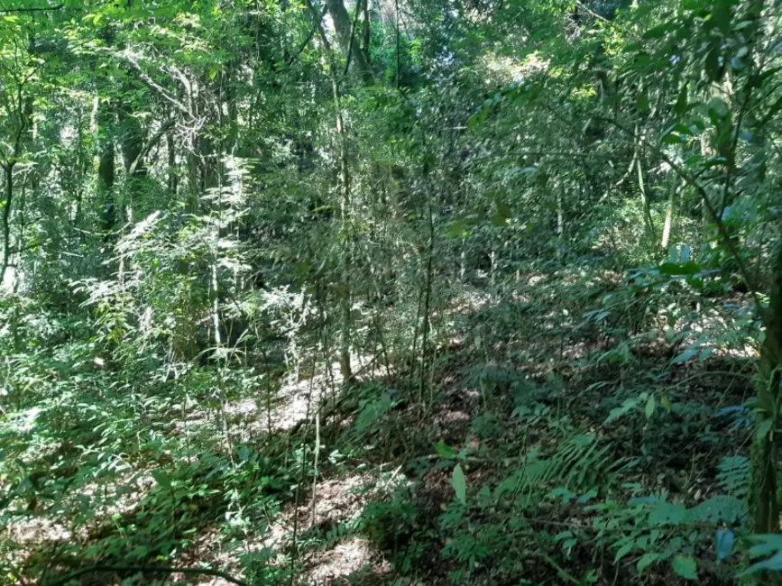 Chácara com 1 quarto à venda, 7000m2 em Contenda - PR - imagem 7 Foto 7 de Chácara com 1 quarto à venda, 7000m2 em Contenda - PR