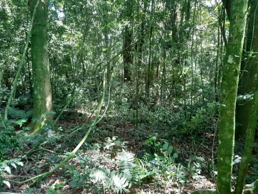 Chácara com 1 quarto à venda, 7000m2 em Contenda - PR - imagem 8 Foto 8 de Chácara com 1 quarto à venda, 7000m2 em Contenda - PR