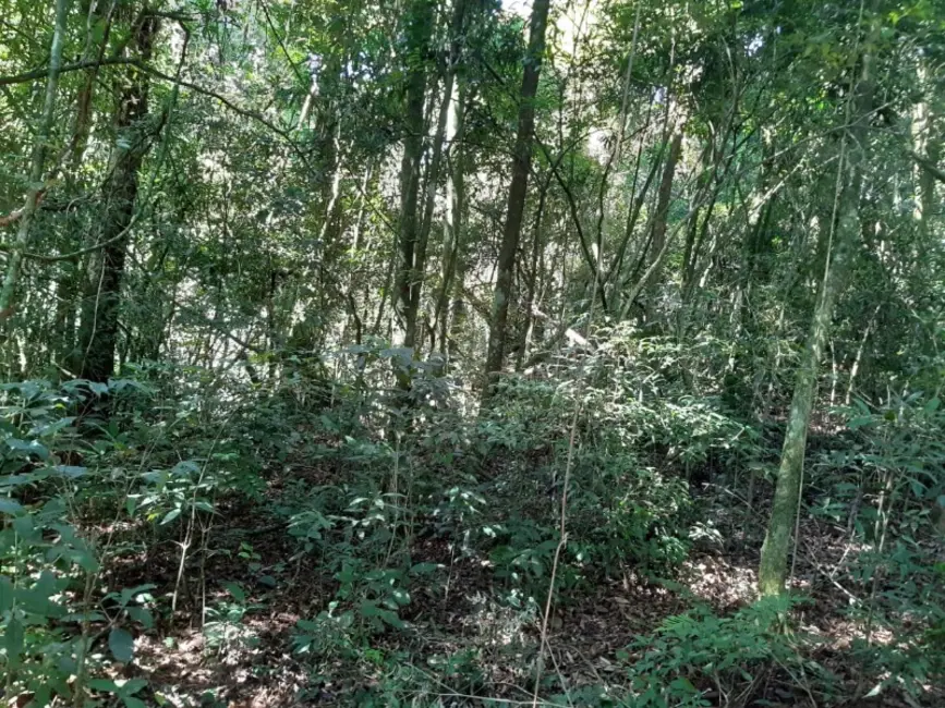 Chácara com 1 quarto à venda, 7000m2 em Contenda - PR - imagem 6 Foto 6 de Chácara com 1 quarto à venda, 7000m2 em Contenda - PR