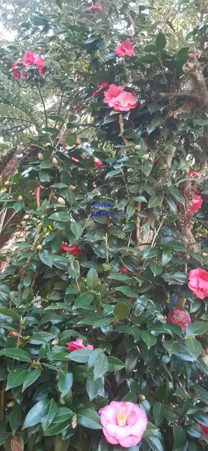 Chácara com 2 quartos à venda, 6000m2 em Contenda - PR - imagem 4 Foto 4 de Chácara com 2 quartos à venda, 6000m2 em Contenda - PR