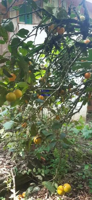 Chácara com 2 quartos à venda, 6000m2 em Contenda - PR - imagem 8 Foto 8 de Chácara com 2 quartos à venda, 6000m2 em Contenda - PR