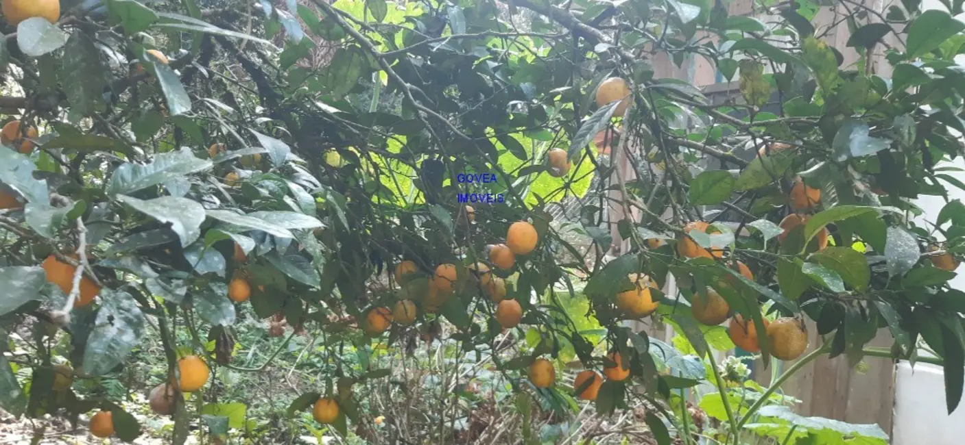 Chácara com 2 quartos à venda, 6000m2 em Contenda - PR - imagem 5 Foto 5 de Chácara com 2 quartos à venda, 6000m2 em Contenda - PR