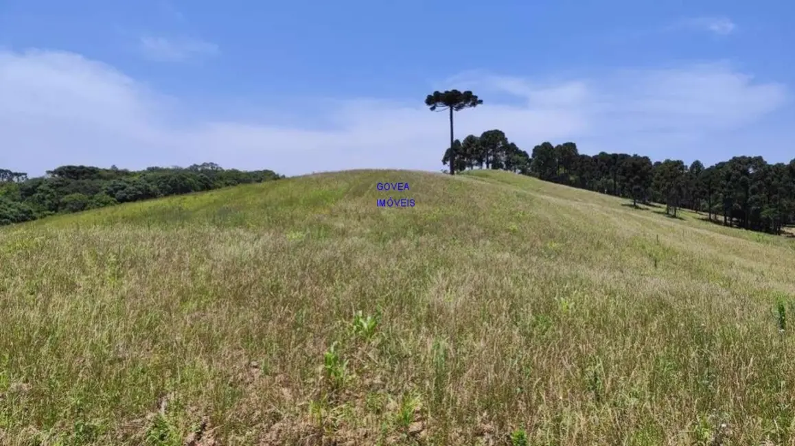 Chácara com 3 quartos à venda, 129000m2 em Itaqui de Cima, Campo Largo - PR - imagem 3 Foto 3 de Chácara com 3 quartos à venda, 129000m2 em Itaqui de Cima, Campo Largo - PR