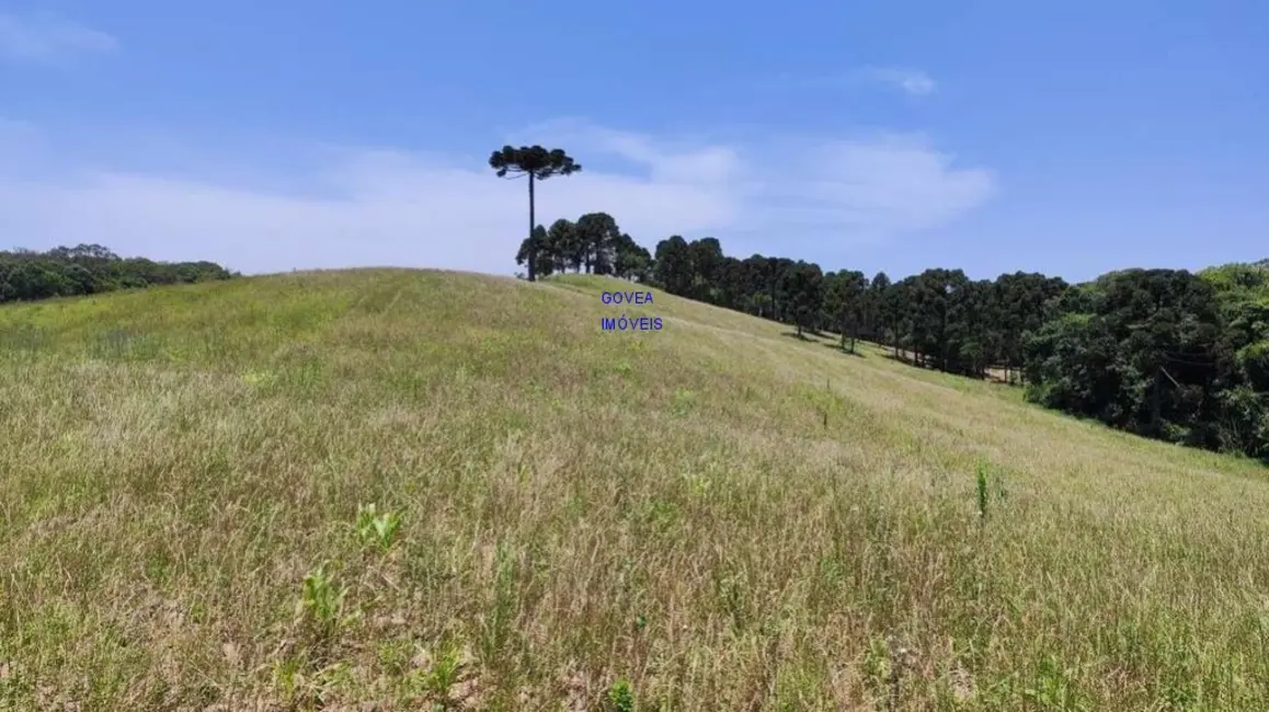 Chácara com 3 quartos à venda, 129000m2 em Itaqui de Cima, Campo Largo - PR - imagem 5 Foto 5 de Chácara com 3 quartos à venda, 129000m2 em Itaqui de Cima, Campo Largo - PR