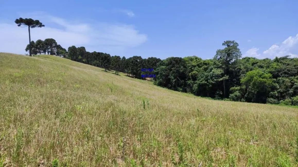 Chácara com 3 quartos à venda, 129000m2 em Itaqui de Cima, Campo Largo - PR - imagem 6 Foto 6 de Chácara com 3 quartos à venda, 129000m2 em Itaqui de Cima, Campo Largo - PR