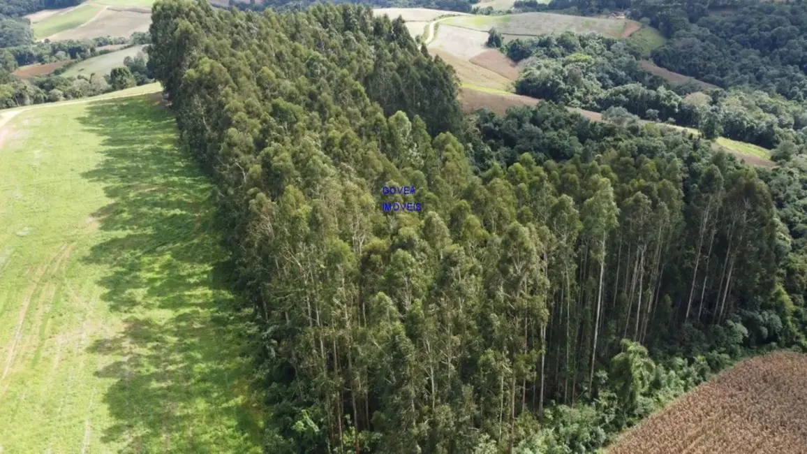 Chácara com 1 quarto à venda em Contenda - PR - imagem 4 Foto 4 de Chácara com 1 quarto à venda em Contenda - PR