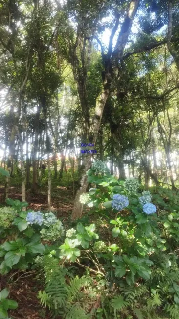 Foto 6 de Terreno / Lote com 3 quartos à venda, 180m2 em Borda do Campo, Sao Jose Dos Pinhais - PR