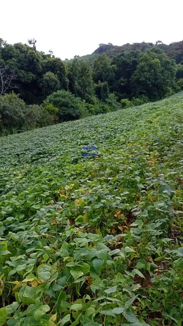 Foto 9 de Chácara com 3 quartos à venda, 75m2 em Contenda - PR