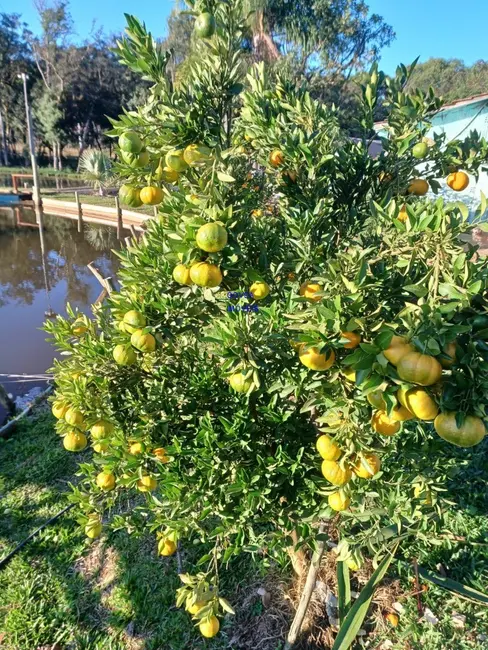 Foto 3 de Chácara com 3 quartos à venda, 24000m2 em Contenda - PR
