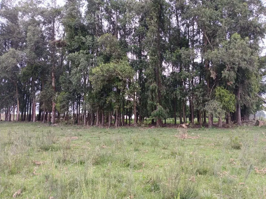 Foto 4 de Chácara com 1 quarto à venda, 30000m2 em Alegrete - RS