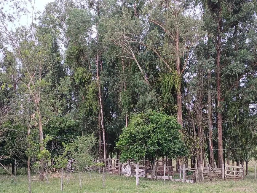 Foto 9 de Chácara com 1 quarto à venda, 30000m2 em Alegrete - RS