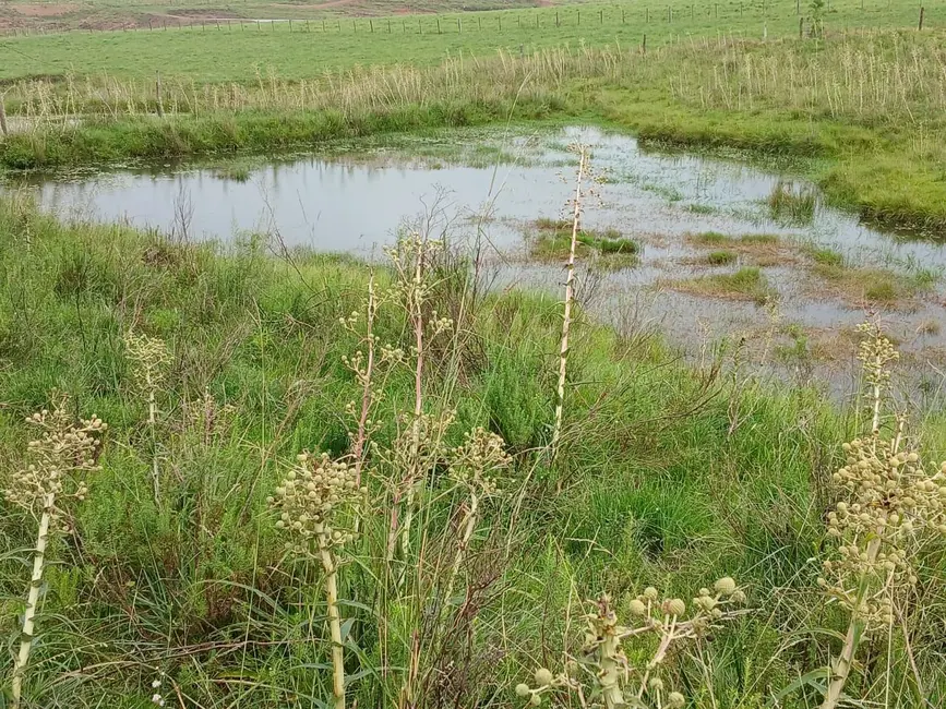 Foto 6 de Chácara com 1 quarto à venda, 30000m2 em Alegrete - RS