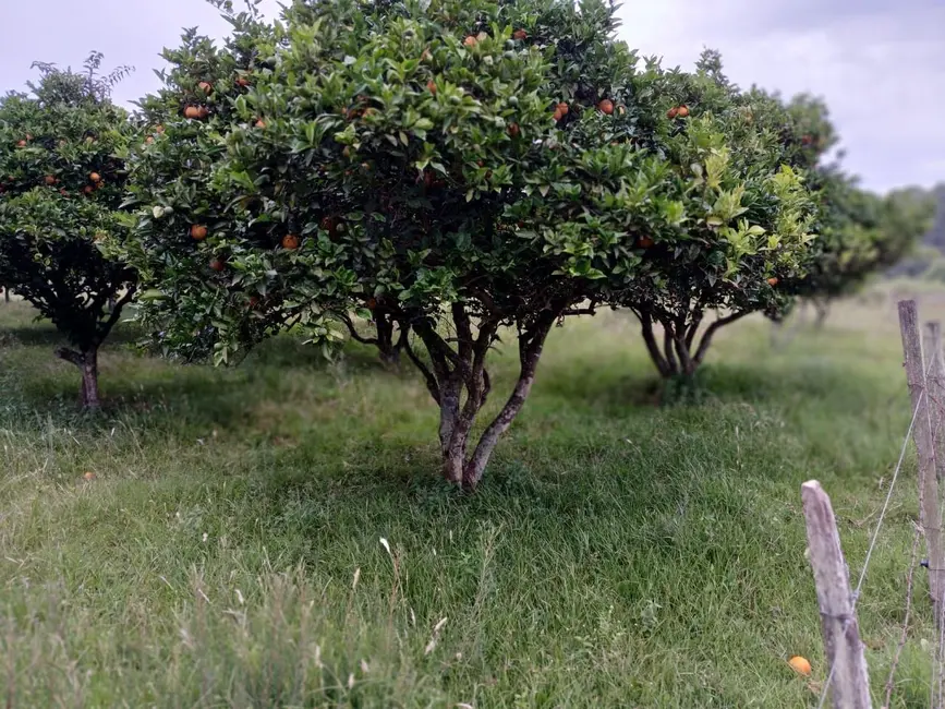 Foto 3 de Chácara com 1 quarto à venda, 30000m2 em Alegrete - RS