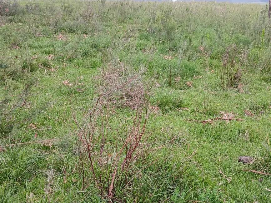 Foto 8 de Chácara com 1 quarto à venda, 30000m2 em Alegrete - RS