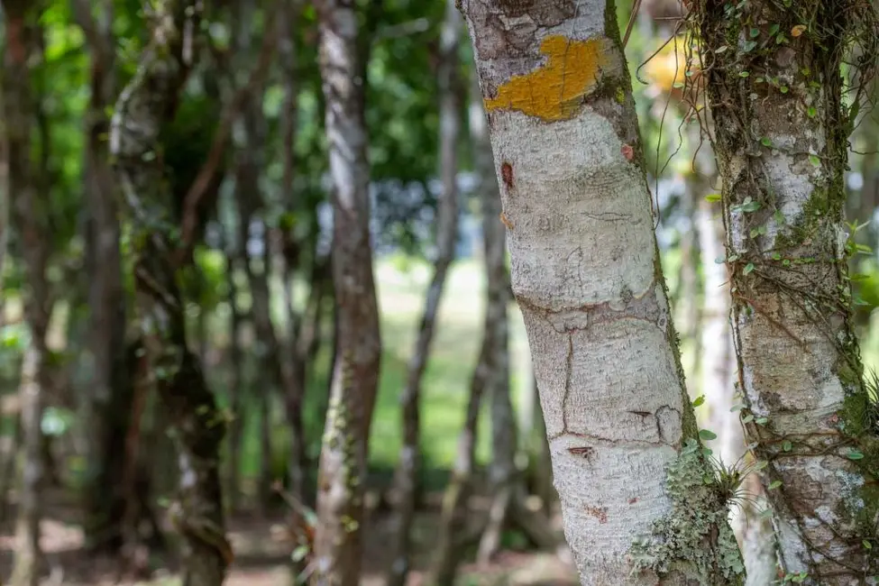 Foto 7 de Terreno / Lote à venda, 91250m2 em Camboriu - SC