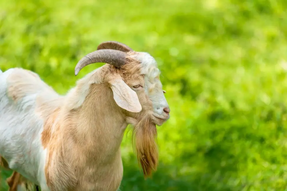 Foto 6 de Terreno / Lote à venda, 91250m2 em Camboriu - SC