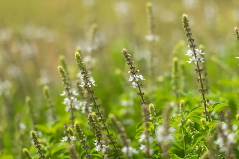 Foto 9 de Terreno / Lote à venda, 91250m2 em Camboriu - SC